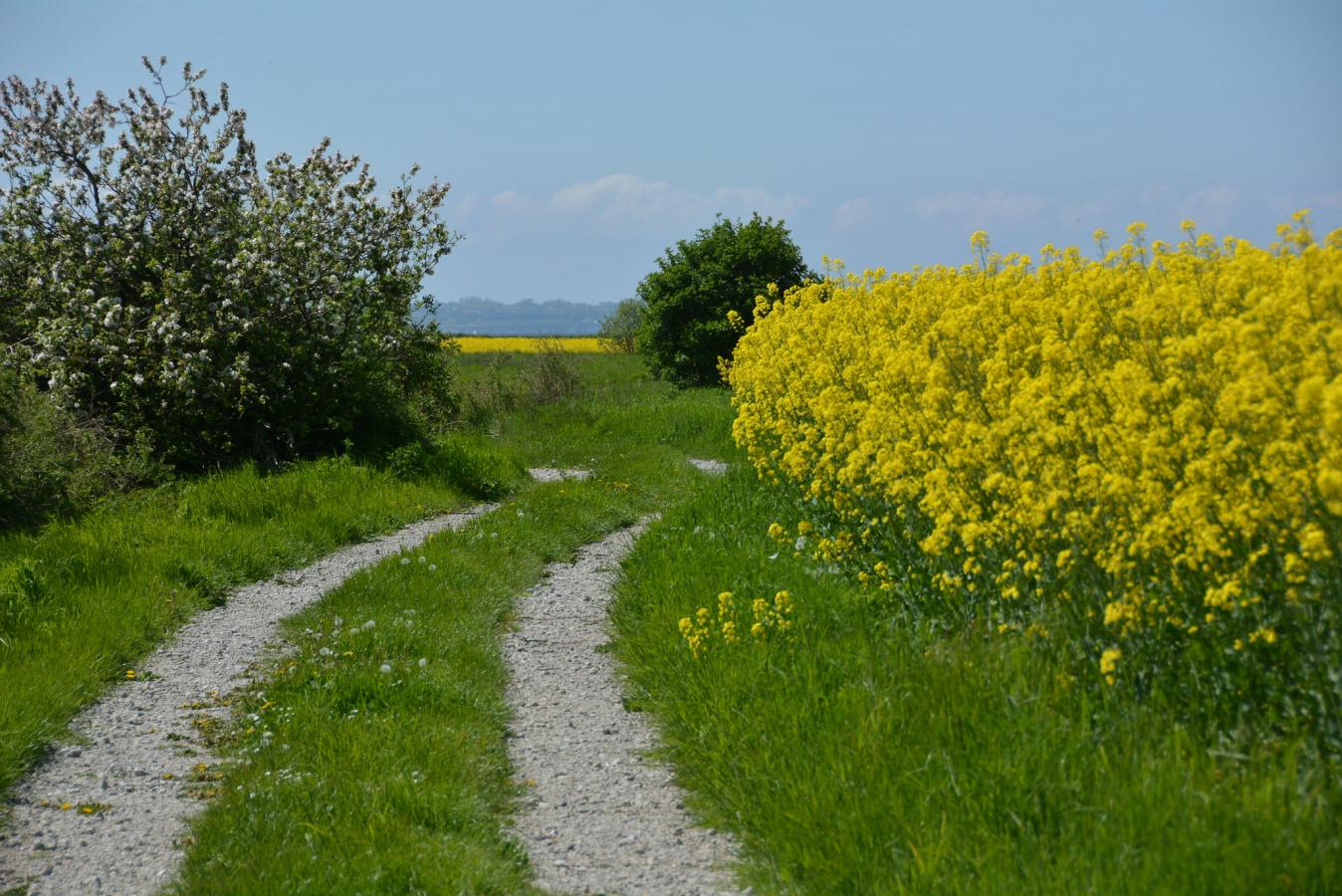 Hjortø