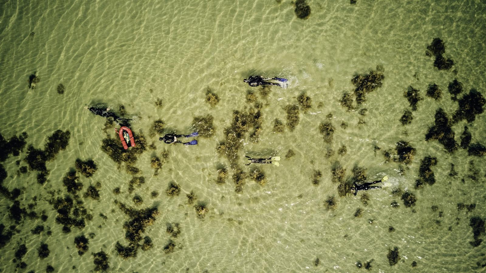 Snorkling Sydfyn