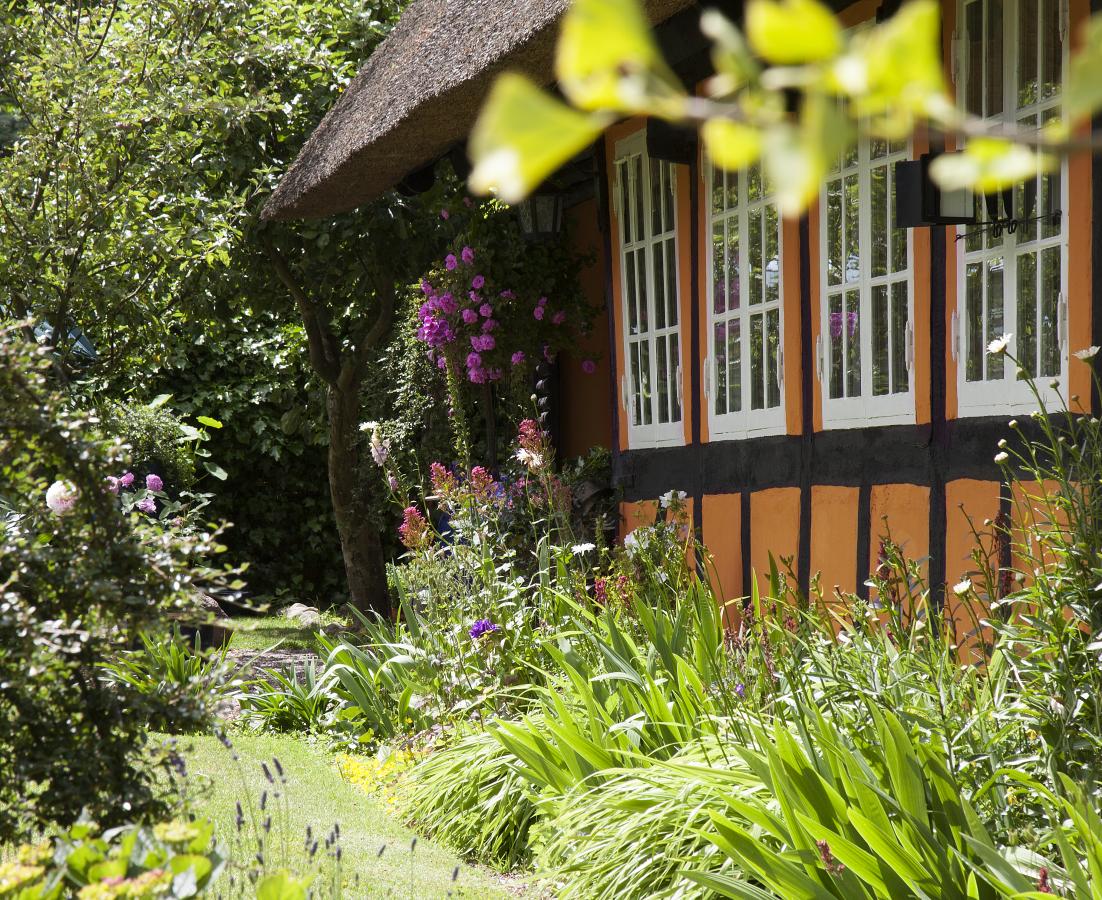 sommer, tåsinge, svendborg, have, blomster