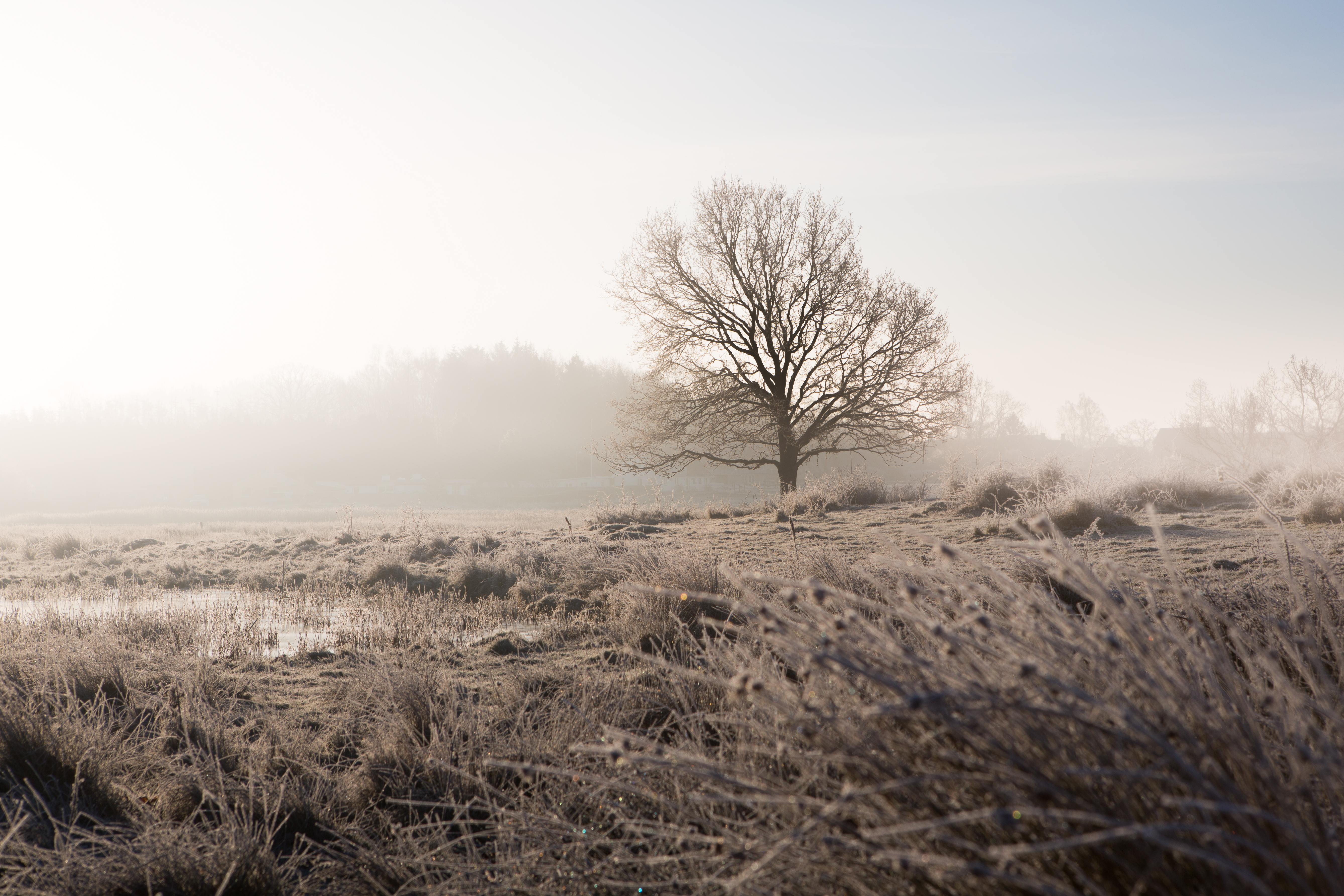 Skansen Vinter Frost