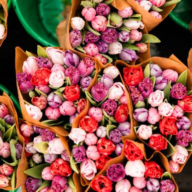 Forårs i Svendborg, tulipaner til torvedag